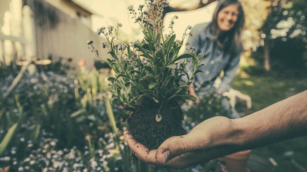 Imagen de una persona trabajando en un jardín con una planta ARCHIVO