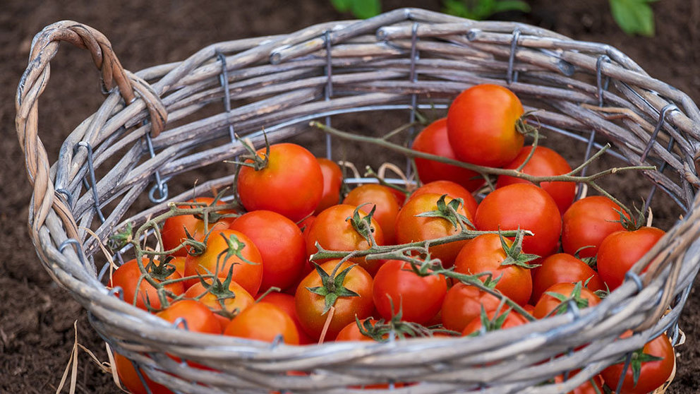 Una cesta con tomates. ARCHIVO