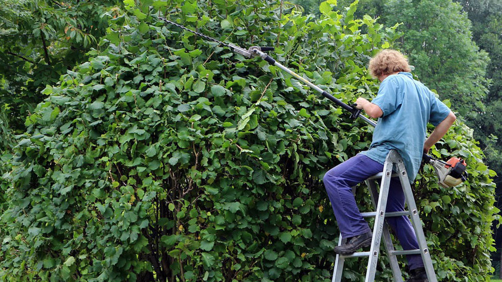 Imagen de un hombre podando un arbusto con material profesional de jardinería ARCHIVO