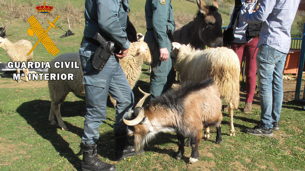 Las tres cabras junto a los agentes del SEPRONA de la Guardia Civil de Navarra. CEDIDA