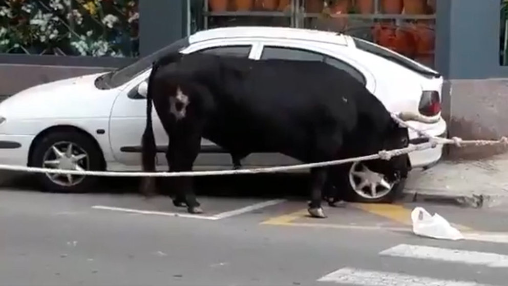 El toro ensogado que ha arrollado un coche estacionado durante varios metros en Amposta
