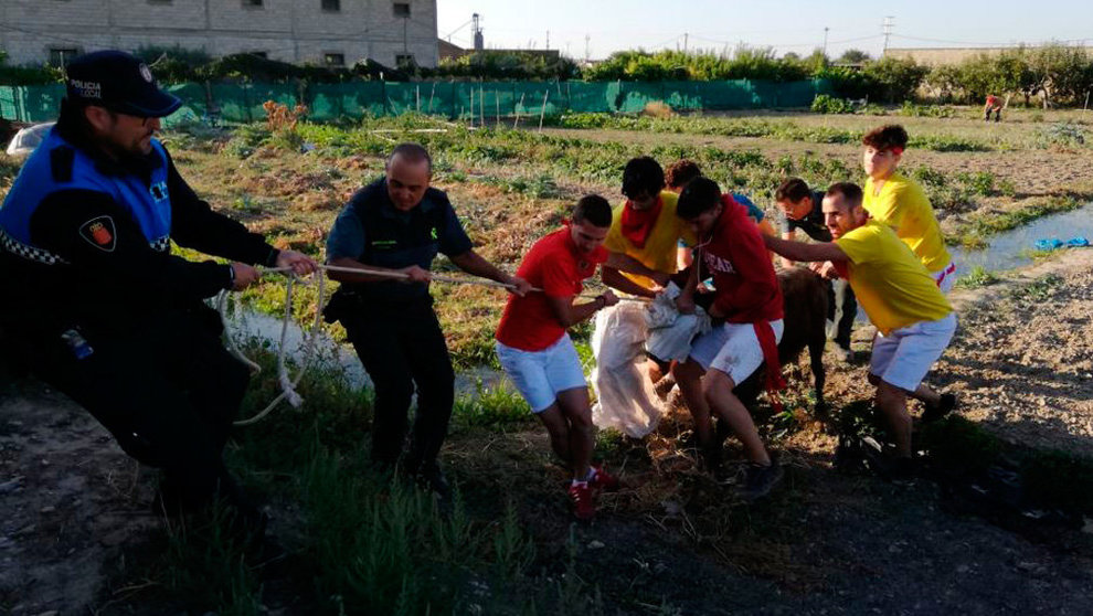 La Policía junto con varios jóvenes recuperan la vaquilla escapada en Valtierra. CEDIDA