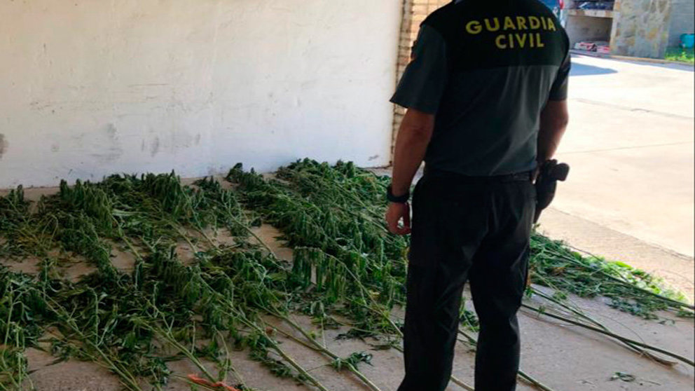 Las plantas de marihuana que han sido encontradas en la localidad navarra de Peralta. GUARDIA CIVIL