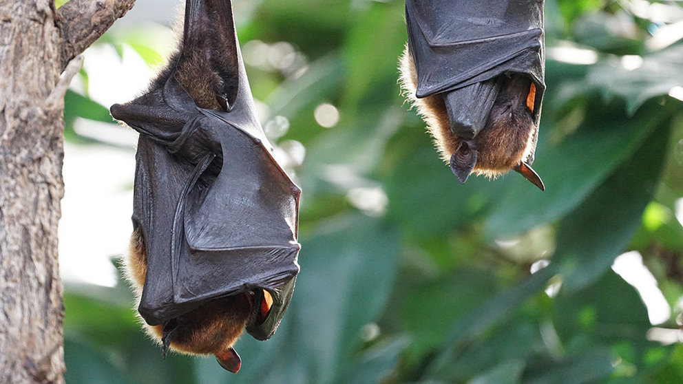 Imagen de archivo de dos murciélagos. ARCHIVO