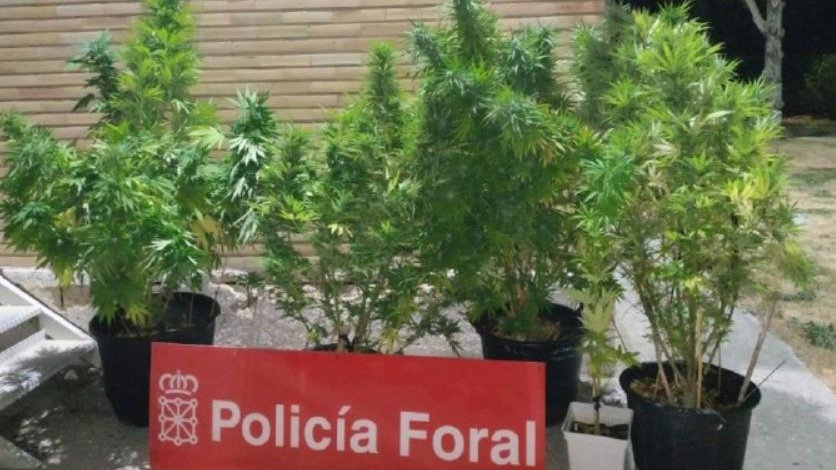 Plantas de marihuana incautadas en una localidad de la merindad de Sangüesa POLICÍA FORAL