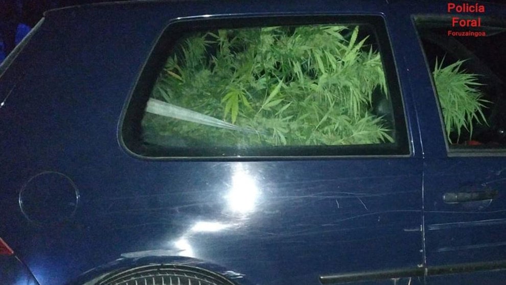 Detenido en Artajona por transportar varias plantas de marihuana en su coche POLICÍA FORAL