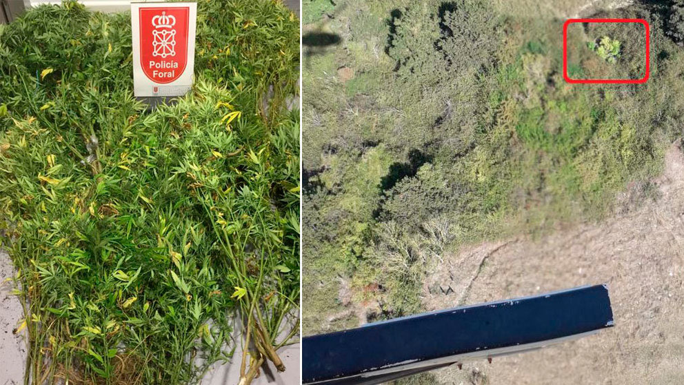 Las diez plantas de marihuana incautadas cerca de Irurzún, con la colaboración de un helicóptero del Gobierno de Navarra POLICÍA FORAL