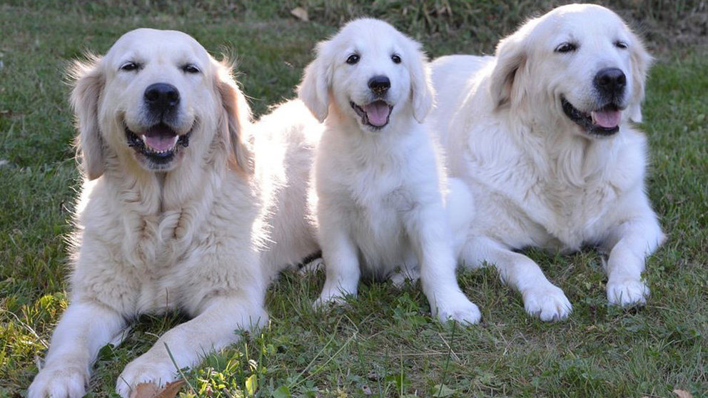 Imagen de archivo de tres perros ARCHIVO