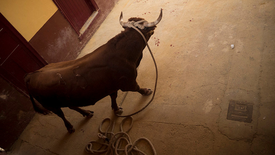 El toro de Miguel Reta abre el toro con soga de las Angustias en Lodosa. MIGUEL OSÉS_28