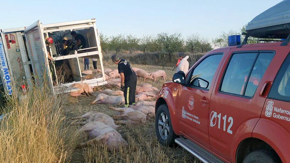 Varias decenas de cerdos mueren en un accidente de un camión en en la carretera NA-6900 en Cintruénigo. CEDIDA