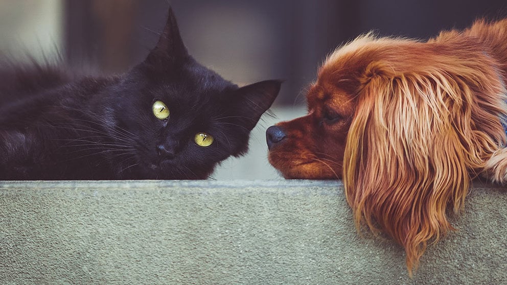 Un gato negro junto a un perro.