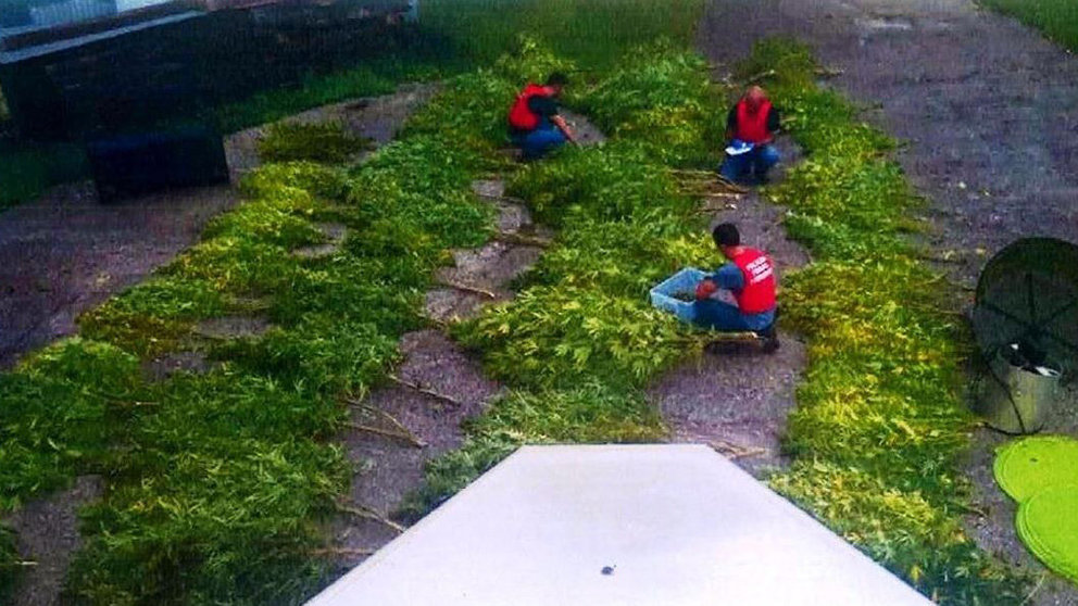 Detenidos dos jóvenes en Lesaka con 120 plantas de marihuana en un caserío POLICÍA FORAL