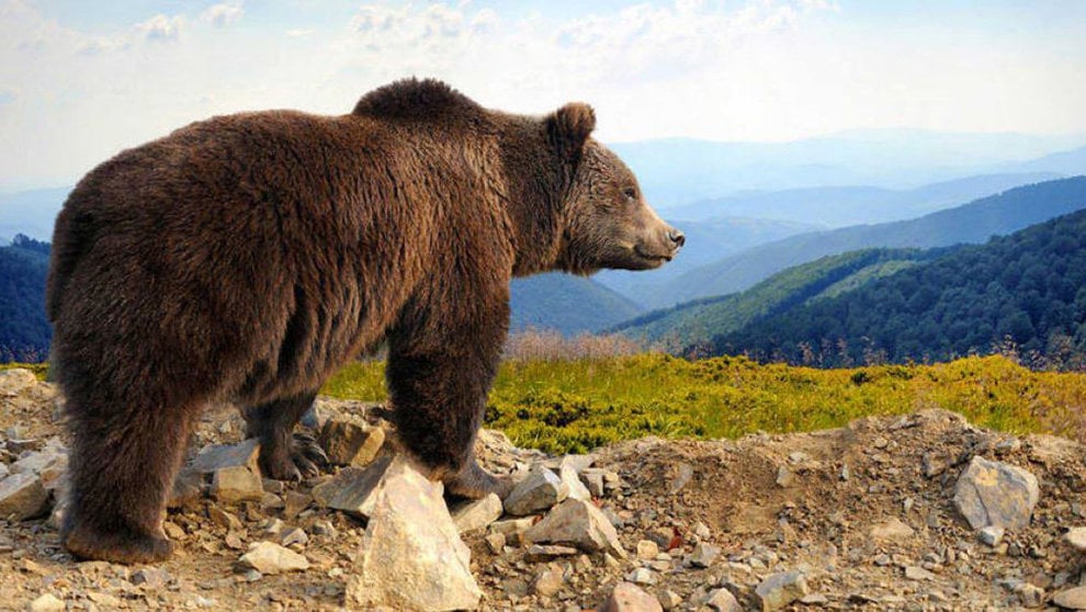 Imagen de archivo de un oso en el monte ARCHIVO