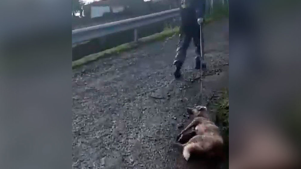 un hombre arrastra en una localidad gallega a una perra recién parida. TWITTER