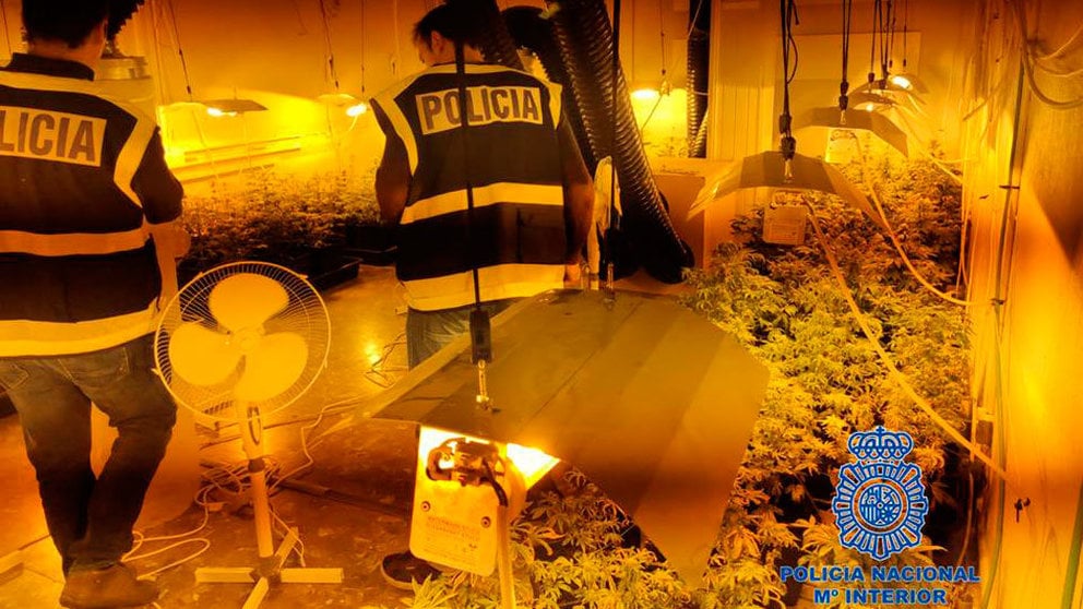 La Policía Nacional desmantela una gran plantación de marihuana en polígono industrial de Pamplona. CEDIDA