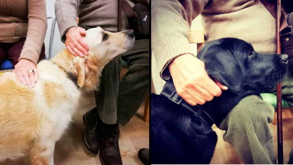 Dos perros, en sendos momentos de actividades con personas mayores de residencias de Pamplona CEDIDA
