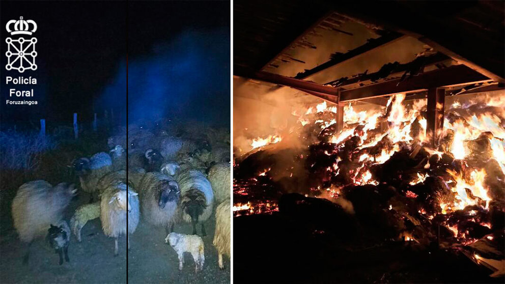 Las llamas han afectado a un cobertizo en el que se encontraban decenas de ovejas y corderos en Olazagutia. POLICÍA FORAL