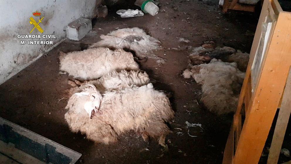 Varios de los animales muertos en el interior de la granja de Alsasua. GUARDIA CIVIL