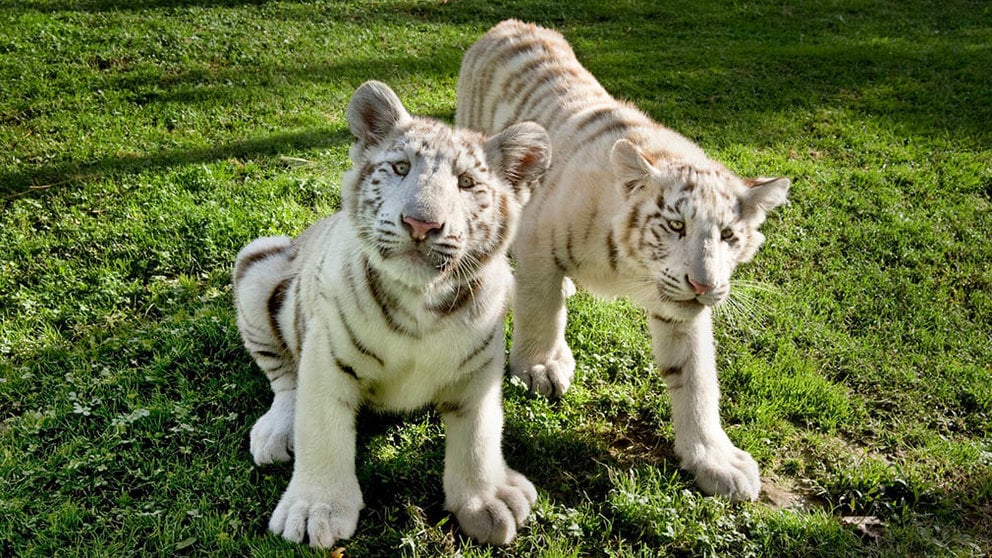 Las crías de tigre blanco, Zuri y Tristán, nacidas el año pasado en el parque estrenarán un hábitat remodelado SENDAVIVA