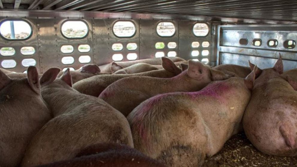 Varios cerdos transportados en un camión ARCHIVO