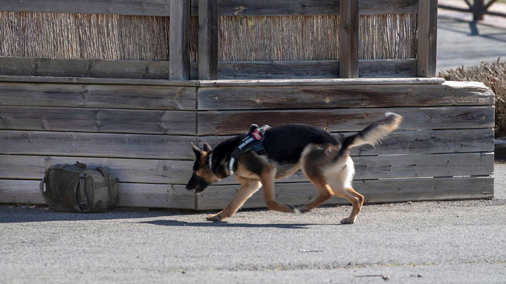 Un perro de la guía canina se acerca a la mochila sospechosa durante el simulacro en Sendaviva. JL LARRIÓN