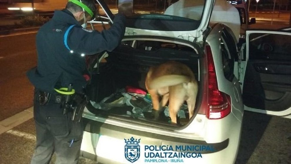 Un agente de la Policía Municipal y Tyron, un perro policía, registran un vehículo donde se ha localizado droga. POLICÍA MUNICIPAL DE PAMPLONA