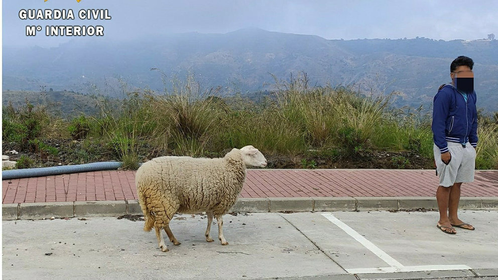 Denunciado por sacar a pasear una oveja durante el estado de alarma

Denunciado por sacar a pasear una oveja durante el estado de alarma. Europa Press.

17/4/2020