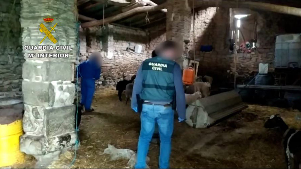 Agentes de la Guardia Civil tras hallar los animales robados en el interior de una granja en Navarra. GUARDIA CIVIL