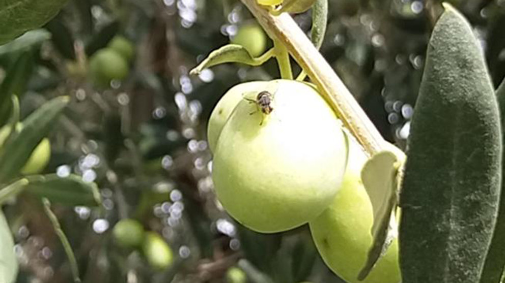 La mosca del olivo causa estragos en el Trujal Mendía de Arróniz. Cedida.