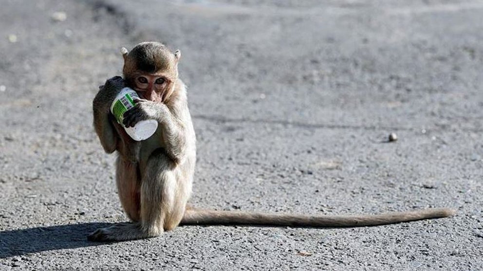 Un mono, con una botella de leche EFE