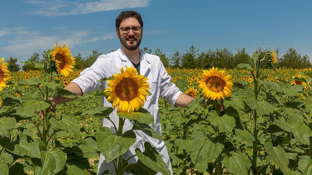 La tesis del doctor David de Hita en la Universidad de Navarra investiga cómo mejorar la producción de los cultivos. UNAV