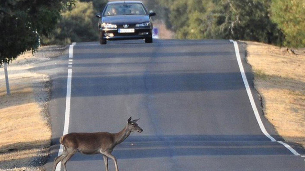 Un animal cruza una carretera, con el riesgo de un atropello GUARDIA CIVIL