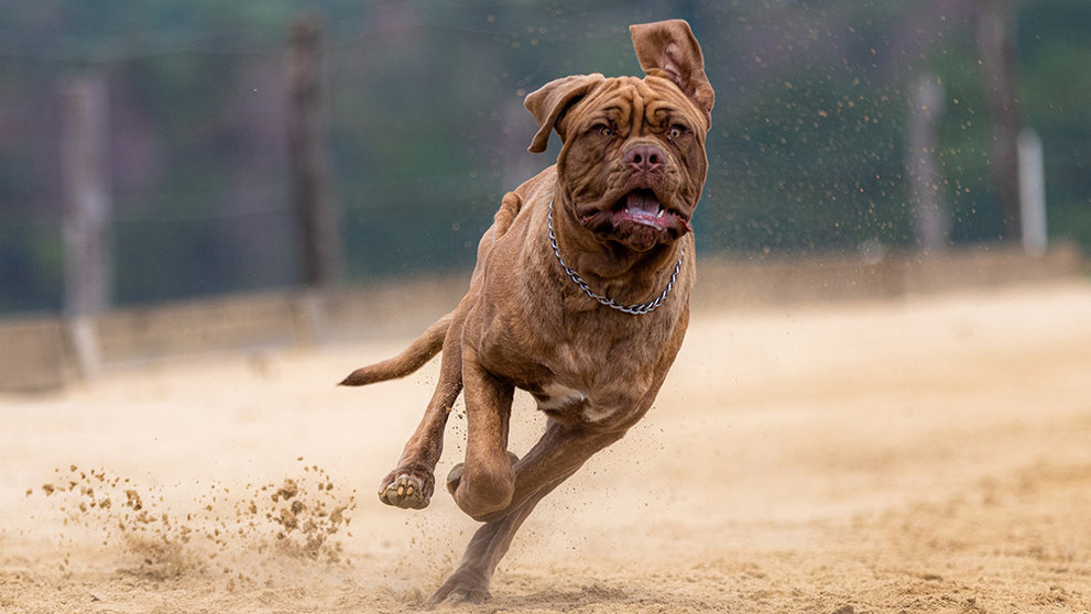 Un perro de raza mastín ded Burdeos corre por un campo. ARCHIVO