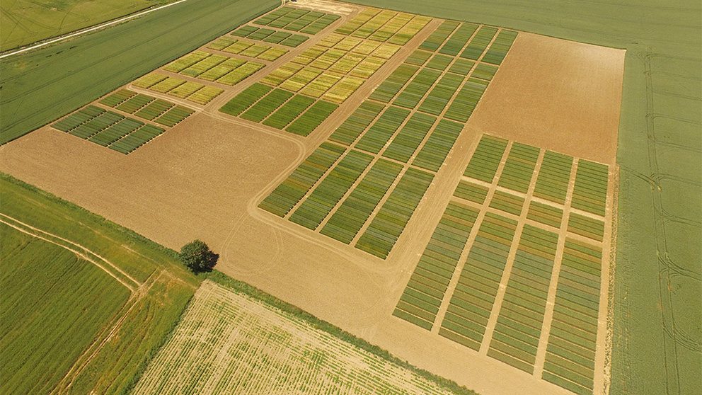Vista aérea de un cultivo de cereal. INTIA