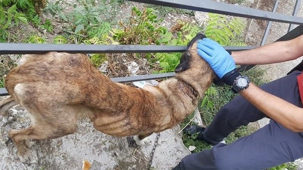 Localizada una perra en Funes con graves heridas en el cuello e imputado su propietario por maltrato. POLICÍA FORAL