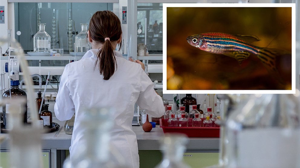 Una empresa navarra recibe financiacion para investigar cánceres con peces cebra