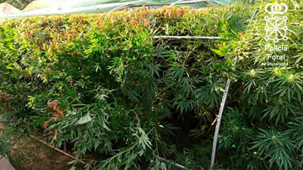 Vista de las plantas de marihuana intervenidas a un vecino de Marcilla. POLICÍA FORAL