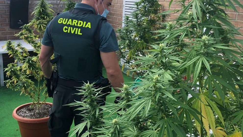 Un agente de la Guardia Civil requisa las plantas de marihuana de una terraza en Zizur Mayor. GUARDIA CIVIL