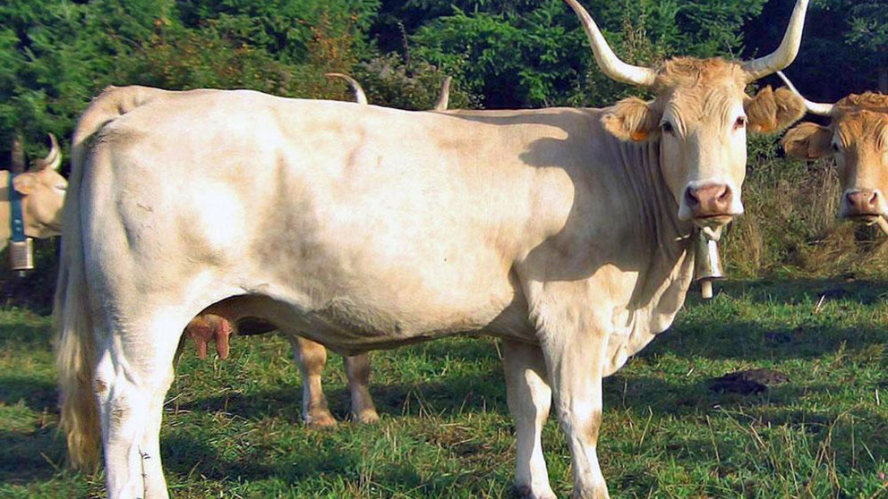 Una vaca en un pasto. ARCHIVO