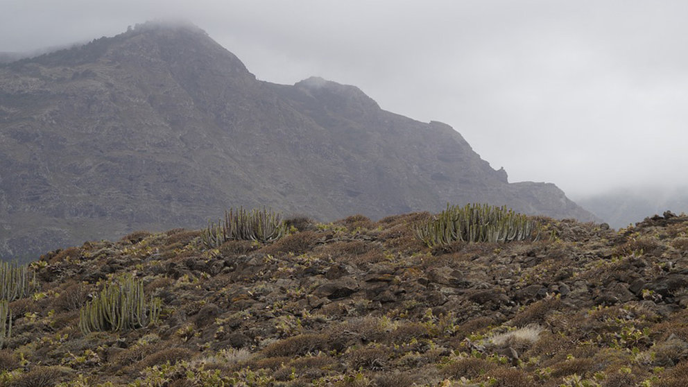 El norte de Tenerife es el escenario en el que transcurre la novela Panza de burro, de Andrea Abreu. ARCHIVO