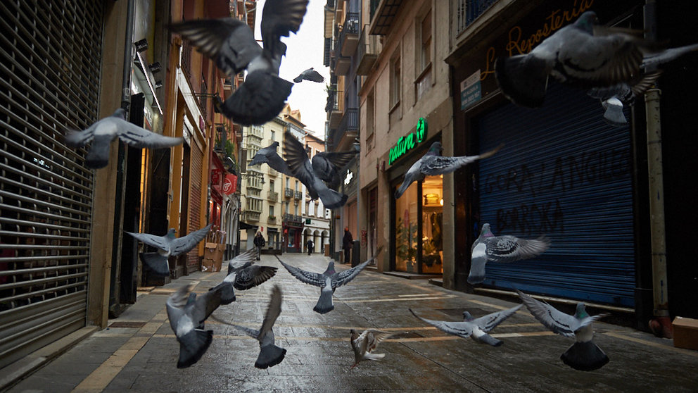 Una bandada de palomas en el centro de Pamplona. MIGUEL OSÉS