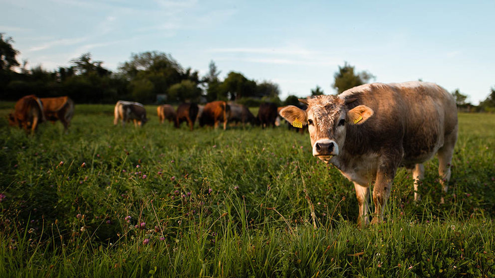 Varias vacas pastan en el campo. ARCHIVO