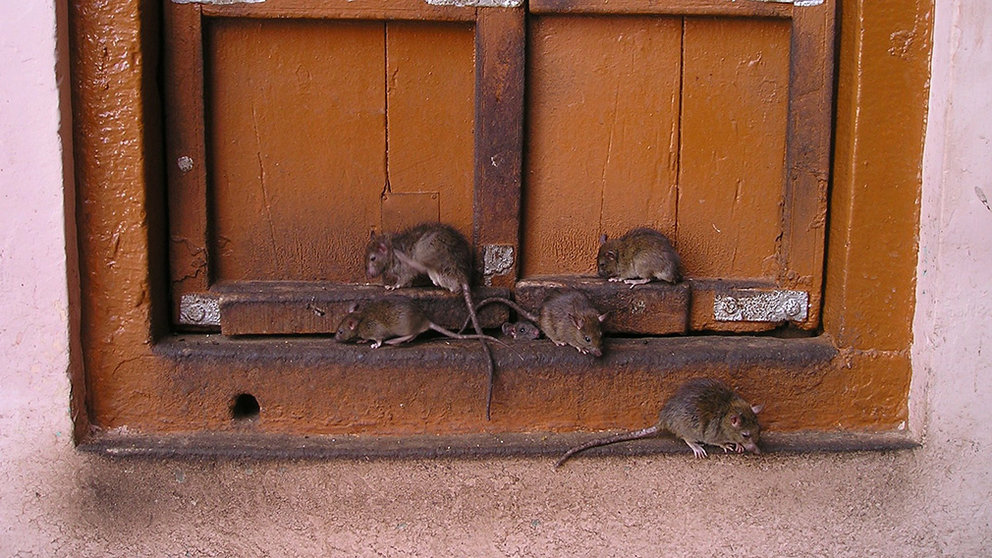 Varias ratas en una puerta de una vivienda. ARCHIVO