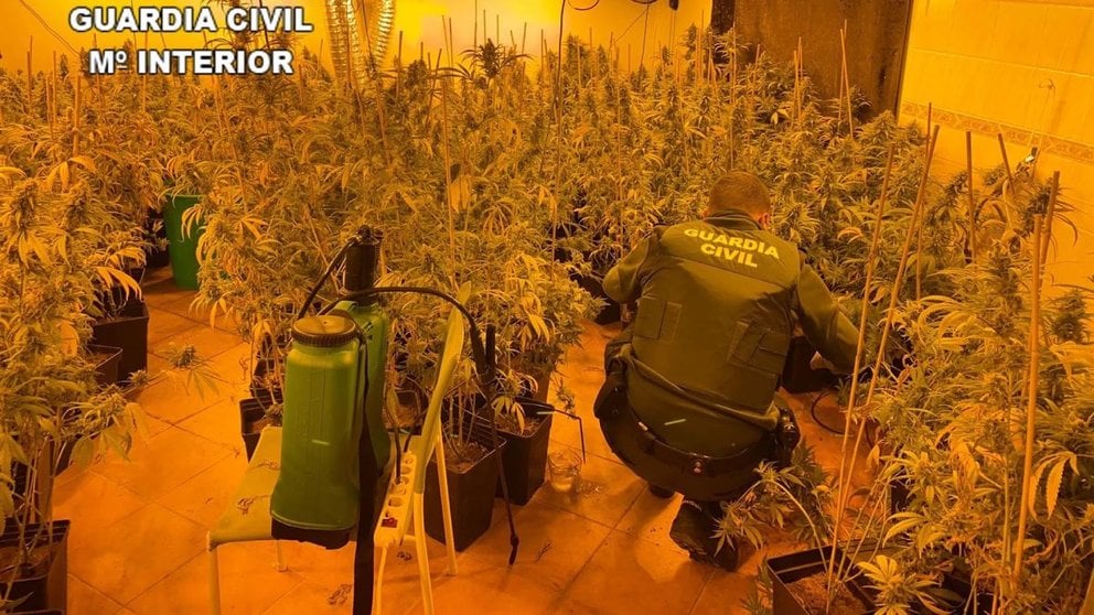 Plantación de marihuana encontrada por la Guardia Civil en Talavera. GUARDIA CIVIL