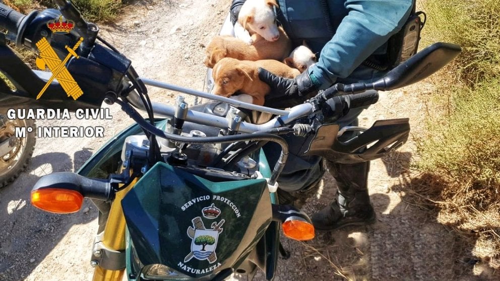 Un agente del Servicio de Protección a la Naturaleza (SEPRONA) de la Guardia Civil con unos cachorros rescatados. GC