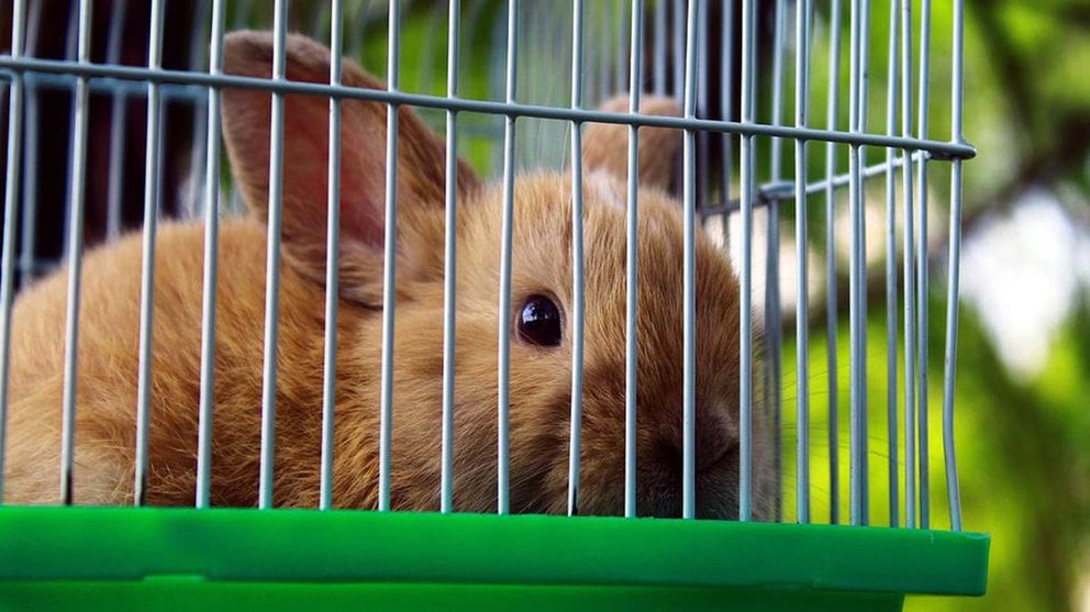 Un conejo doméstico en una jaula ARCHIVO