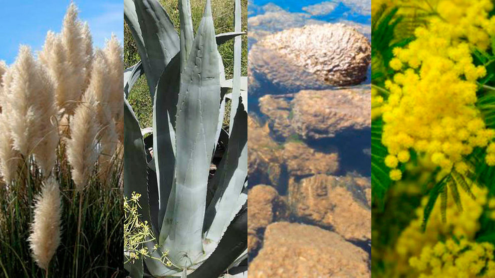 Algas y flora invasoras en Navarra