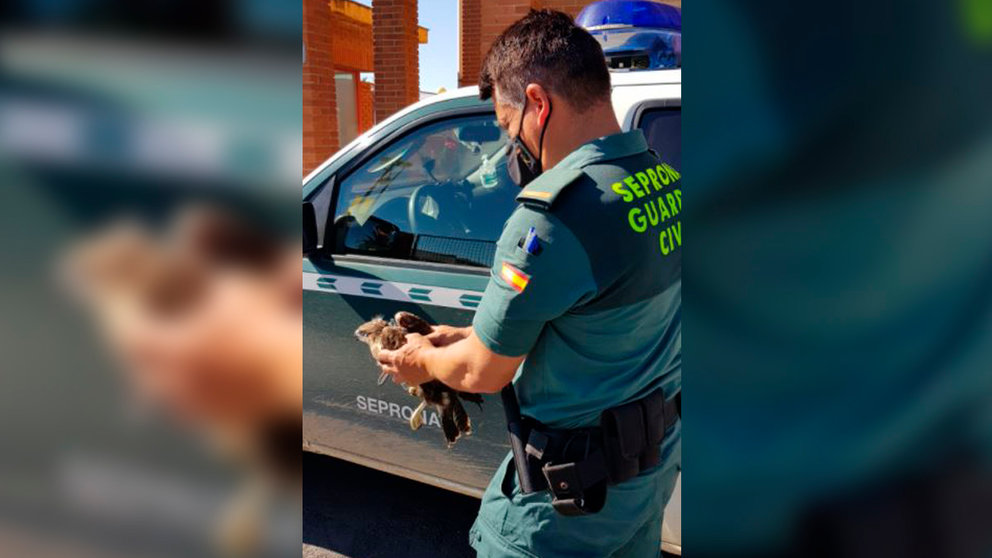 Agente de la Guardia Civil con la cría de águila ratonera encontrada en Tafalla - GUARDIA CIVIL