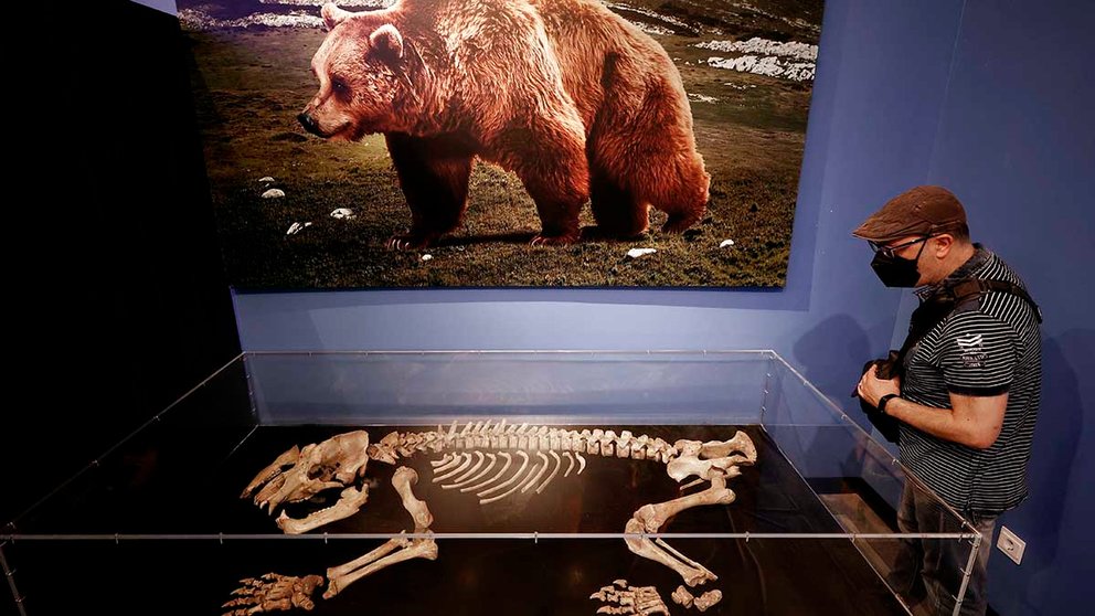 La Navarra de hace 50.000 años, un territorio estepario poblado de grandes mamíferos como el oso de las cavernas, el mamut o el rinoceronte lanudo, es accesible desde este viernes al visitante del Planetaio de Pamplona en una exposición enmarcada en las Jornadas Europeas de Arqueología. La exposición “Navarra hace 50.000 años Spelaeus - Nafarroa duela 50.000 urte”, tiene como principal atractivo el esqueleto completo de un oso de las cavernas extraído en 2003 de la cueva de Amutxate, en la Sierra de Aralar, declarada Lugar de Interés Geológico Nacional (Geosite).  EFE/ Jesús Diges
