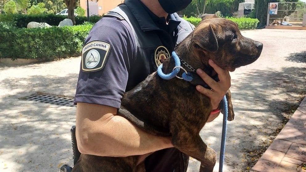 La Unidad Canina de la Policía Local rescata a un perro encerrado en un garaje sin agua y a pleno sol. AYUNTAMIENTO DE ALICANTE